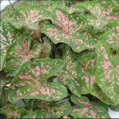 thumbnail for publication: Caladium Cultivars Developed at the UF/IFAS